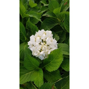 Hydrangea macrophylla 'Blanc' / Hortensia Blanc