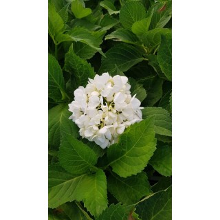 Hydrangea macrophylla 'Blanc' / Hortensia Blanc