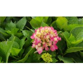 Hydrangea macrophylla 'Rose' / Hortensia Rose