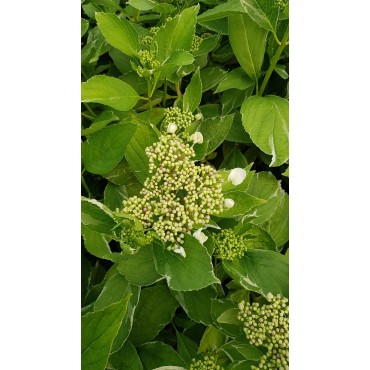 Hydrangea macrophylla 'Tricolor' / Hortensia Tricolor