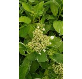 Hydrangea macrophylla 'Tricolor' / Hortensia Tricolor