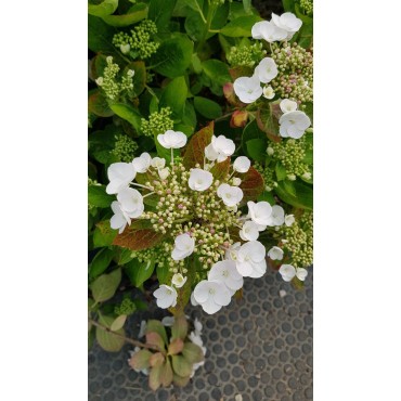 Hydrangea macrophylla 'Teller Weiss' / Hortensia 'Teller Weiss'