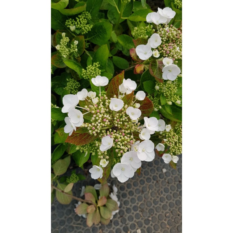 Hydrangea macrophylla 'Teller Weiss' / Hortensia 'Teller Weiss' Hydrangea macrophylla 'Teller Weiss' / Hortensia 'Teller Weiss'