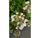 Hydrangea macrophylla 'Teller Weiss' / Hortensia 'Teller Weiss'