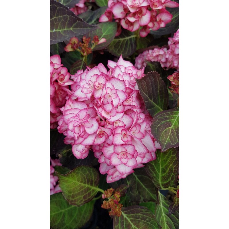 Hydrangea macrophylla YOU&ME® MISS SAORI® 'H2002' Hydrangea macrophylla YOU&ME® MISS SAORI® 'H2002'