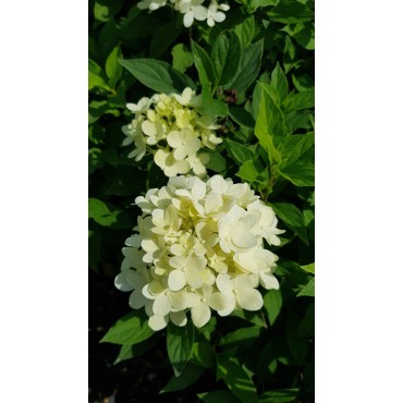 Hydrangea paniculata 'Selection' / Hortensia paniculÃ©