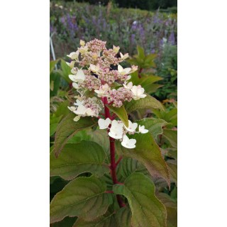 Hydrangea paniculata 'Wim's Red'Â® / Hortensia paniculÃ©