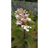 Hydrangea paniculata 'Wim's Red'Â® / Hortensia paniculÃ©