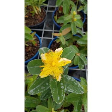 Hypericum calycinum / Millepertuis Ã  grandes fleurs