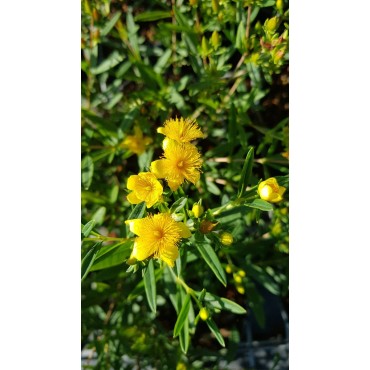 Hypericum kalmianum 'Gemo' / Millepertuis de Kalmian