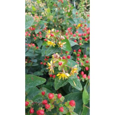 Hypericum inodorum MAGICALÂ® RED FAME 'Kolmaref'