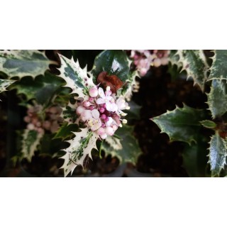 Ilex aquifolium 'Ingramii' / Houx commun panachÃ©