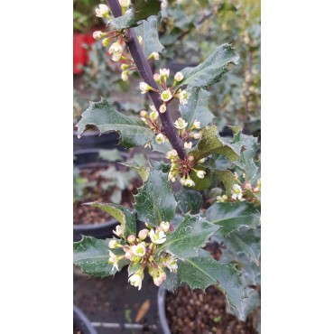 Ilex x meserveae 'Blue Angelâ€™Â® / Houx arbustif