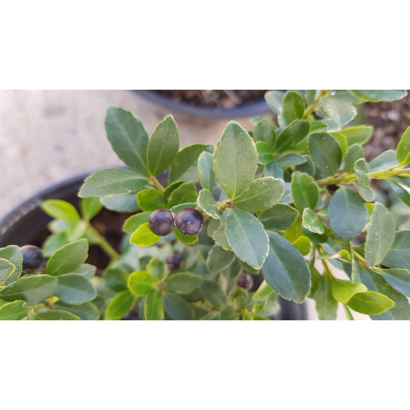 Ilex CHAT'O® 'Farrowsk6' / Houx crénelé Ilex CHAT'O® 'Farrowsk6' / Houx crénelé