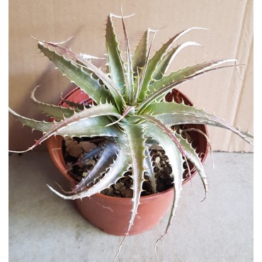 Deuterocohnia longipetala