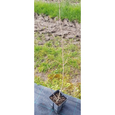 Quercus serrata / ChÃªne dentÃ©