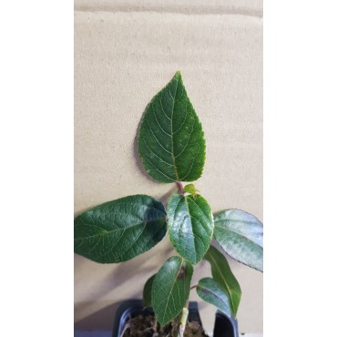 Aristotelia chilensis 'Femelle' / Macqui du Chili