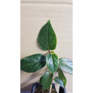 Aristotelia chilensis 'Femelle' / Macqui du Chili