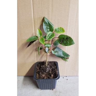Aristotelia chilensis 'MÃ¢le' / Macqui du Chili