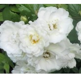 Rosa 'The Fairy White' / Rosier Couvre-sol 'The Fairy Blanc'