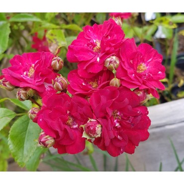 Rosa FAIRY DANCE 'Harward' / Rosier Couvre-sol FAIRY DANCE 'Harward'