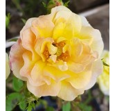 Rosa 'The Fairy Yellow' / Rosier Couvre-sol 'The Fairy Jaune'