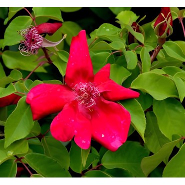 Rosa chinensis 'Sanguinea' / Rosier de Chine rouge