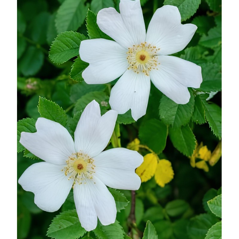 Rosa sempervirens / Rosier toujours vert Rosa sempervirens / Rosier toujours vert