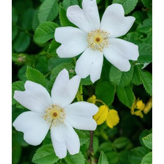 Rosa sempervirens / Rosier toujours vert