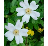 Rosa sempervirens / Rosier toujours vert