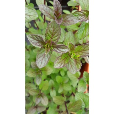 Mentha x piperita / Menthe PoivrÃ©e
