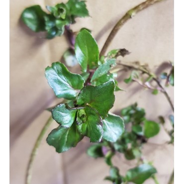 Mentha x piperita 'Basil' / Menthe Basilic