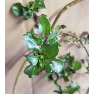 Mentha x piperita 'Basil' / Menthe Basilic