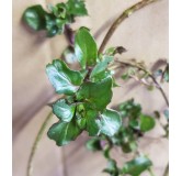 Mentha x piperita 'Basil' / Menthe Basilic