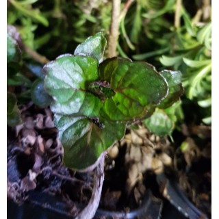 Mentha x piperita 'Grapefruit' / Menthe pamplemousse