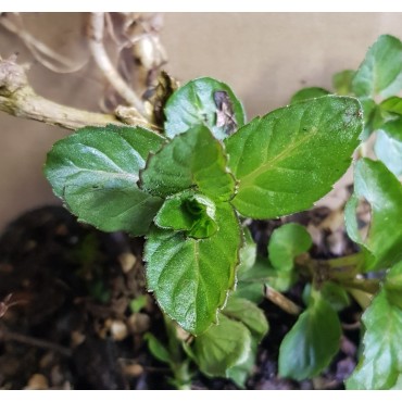 Mentha x piperita 'Ricqles' / Menthe Ricqles