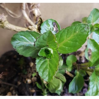 Mentha x piperita 'Ricqles' / Menthe Ricqles