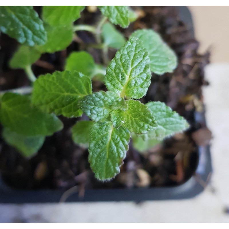 Mentha spicata 'Strawberry Mint' / Menthe Fraise Mentha spicata 'Strawberry Mint' / Menthe Fraise