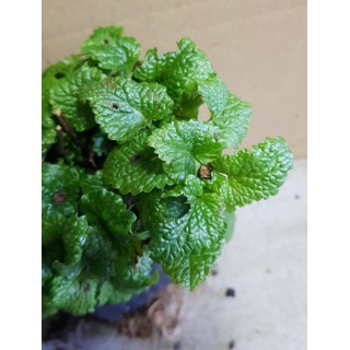 Melissa officinalis / MÃ©lisse citronnelle