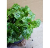 Melissa officinalis / MÃ©lisse citronnelle