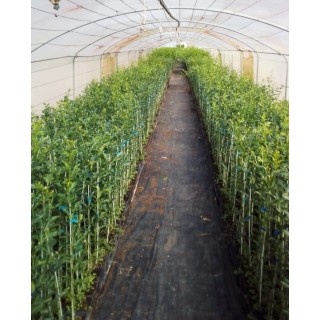 Citrus Forner AlcaideÂ® 5 (InVitro - Greffable) / Agrume Hybride FA5Â®