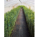 Citrus Forner AlcaideÂ® 5 (InVitro - Greffable) / Agrume Hybride FA5Â®