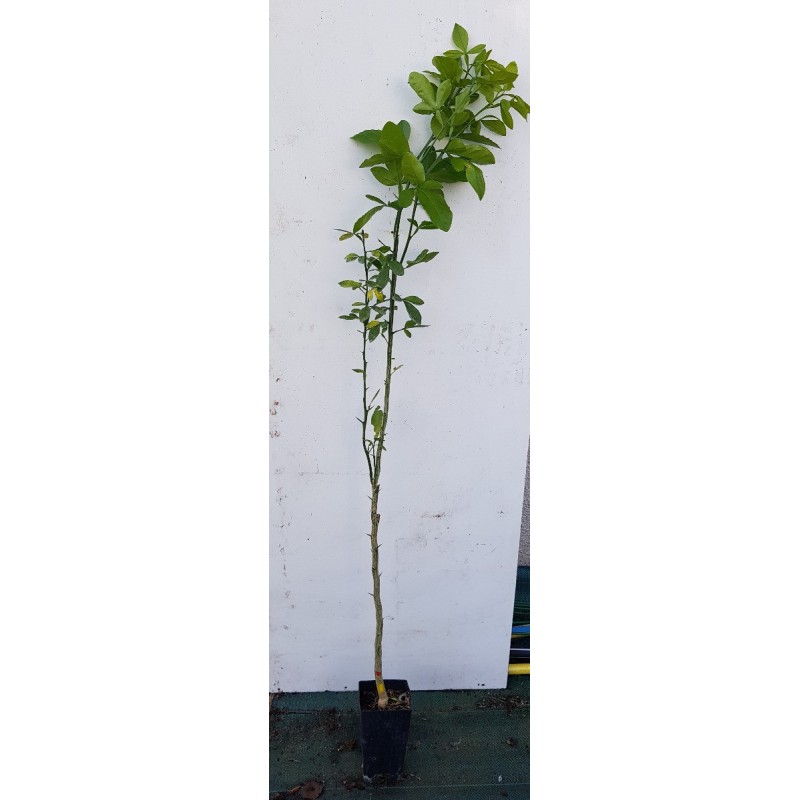 Citrumelo Swingle (De semis - Greffable) / Citrumelo 4475 Citrumelo Swingle (De semis - Greffable) / Citrumelo 4475