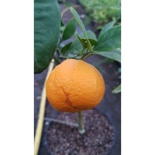 Citrus unshui 'Owari' greffÃ© sur FA5 / Mandarinier Satsuma Owari