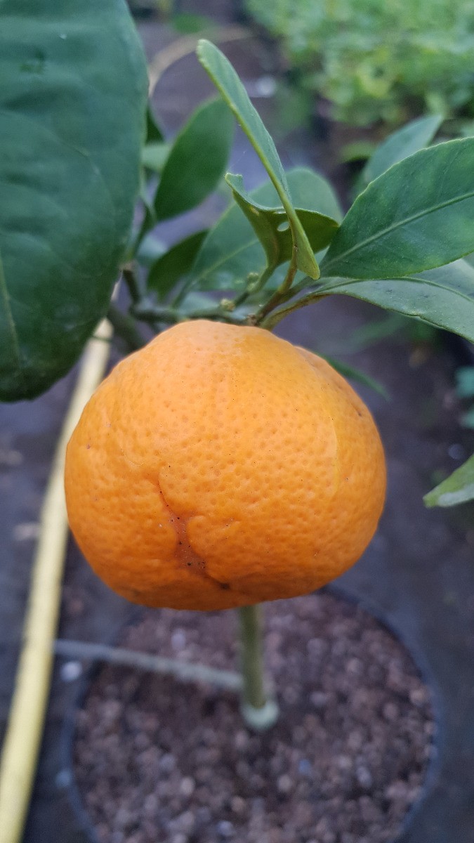Citrus madurensis greffé sur Poncirus trifoliata / Calamondin = Oranger