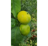 Citrus unshui 'Okitsu' greffÃ© sur FA5 / Mandarinier Satsuma Okitsu