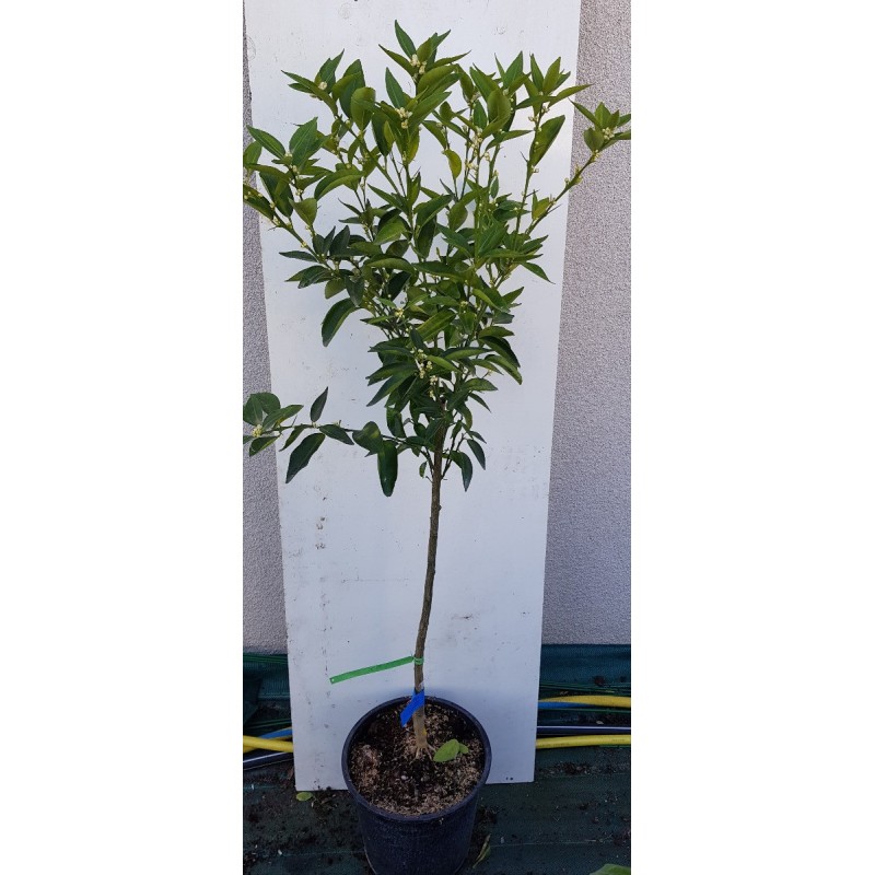 Citrus x clementina 'Marisol' greffé sur FA5 / Clementine Citrus x clementina 'Marisol' greffé sur FA5 / Clementine