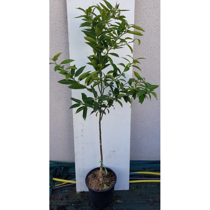 Citrus x tangelo 'Mandanova' greffÃ© sur FA5 / Mandarin