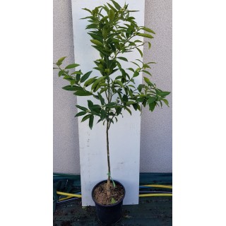 Citrus x tangelo 'Mandanova' greffÃ© sur FA5 / Mandarin