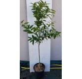 Citrus x tangelo 'Mandanova' greffÃ© sur FA5 / Mandarin